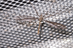 Tipula nova
