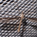 香港大蚊 - Photo 由 Sunnetchan 所上傳的 (c) Sunnetchan，保留部份權利CC BY-NC-ND
