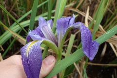 Iris brevicaulis