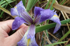 Iris brevicaulis