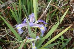 Iris brevicaulis