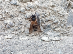 Apis dorsata breviligula