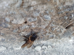 Apis dorsata breviligula