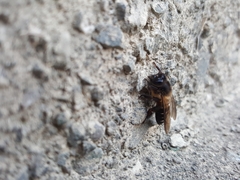 Apis dorsata breviligula