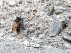 Apis dorsata breviligula
