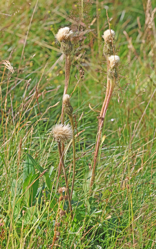 Image of Hypochaeris uniflora by (c) Christoph Moning, some rights reserved (CC BY)