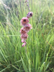 Gladiolus densiflorus