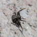 Ozyptila scabricula - Photo (c) Анатолий Озерной /Anatoly Ozernoy, some rights reserved (CC BY-SA), uploaded by Анатолий Озерной /Anatoly Ozernoy