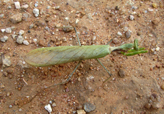 Dystacta alticeps
