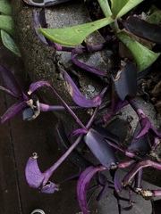 Tradescantia pallida