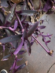 Tradescantia pallida
