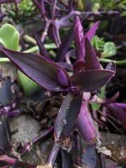 Tradescantia pallida