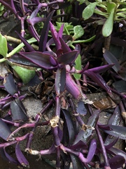 Tradescantia pallida