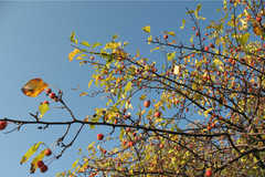 Malus × robusta