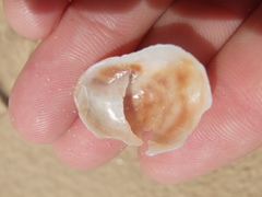 Bostrycapulus pritzkeri