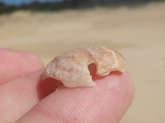 Bostrycapulus pritzkeri
