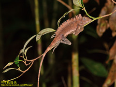 Gonocephalus bornensis