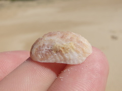 Bostrycapulus pritzkeri