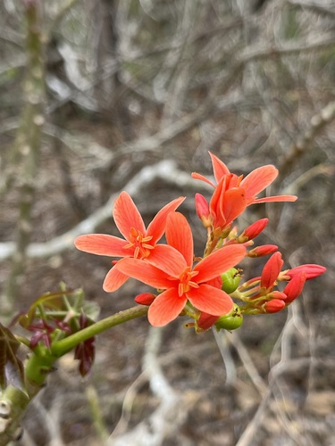 Jatropha nudicaulis, photograph 4