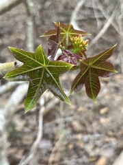 Jatropha nudicaulis, photograph (c) Nicolás Baresch Uribe, some rights reserved (CC BY)