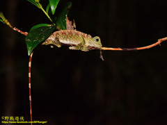 Gonocephalus bornensis