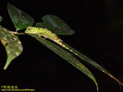 Gonocephalus bornensis