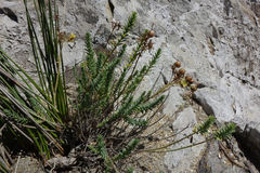 Linum monogynum monogynum