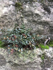 Asplenium ruta-muraria
