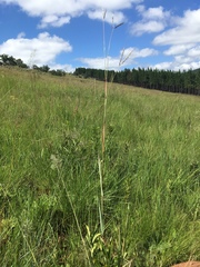 Diheteropogon amplectens