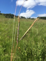 Diheteropogon amplectens