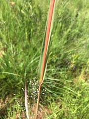 Diheteropogon amplectens