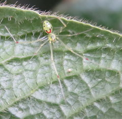 Theridion grallator