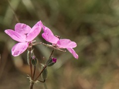 Erodium acaule