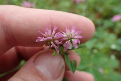 Trifolium resupinatum
