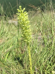 Habenaria mossii