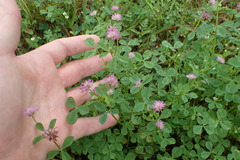 Trifolium resupinatum