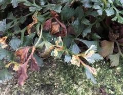 Phytomyza scolopendri