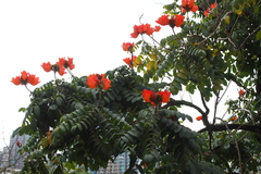Spathodea campanulata