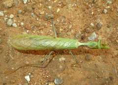 Dystacta alticeps