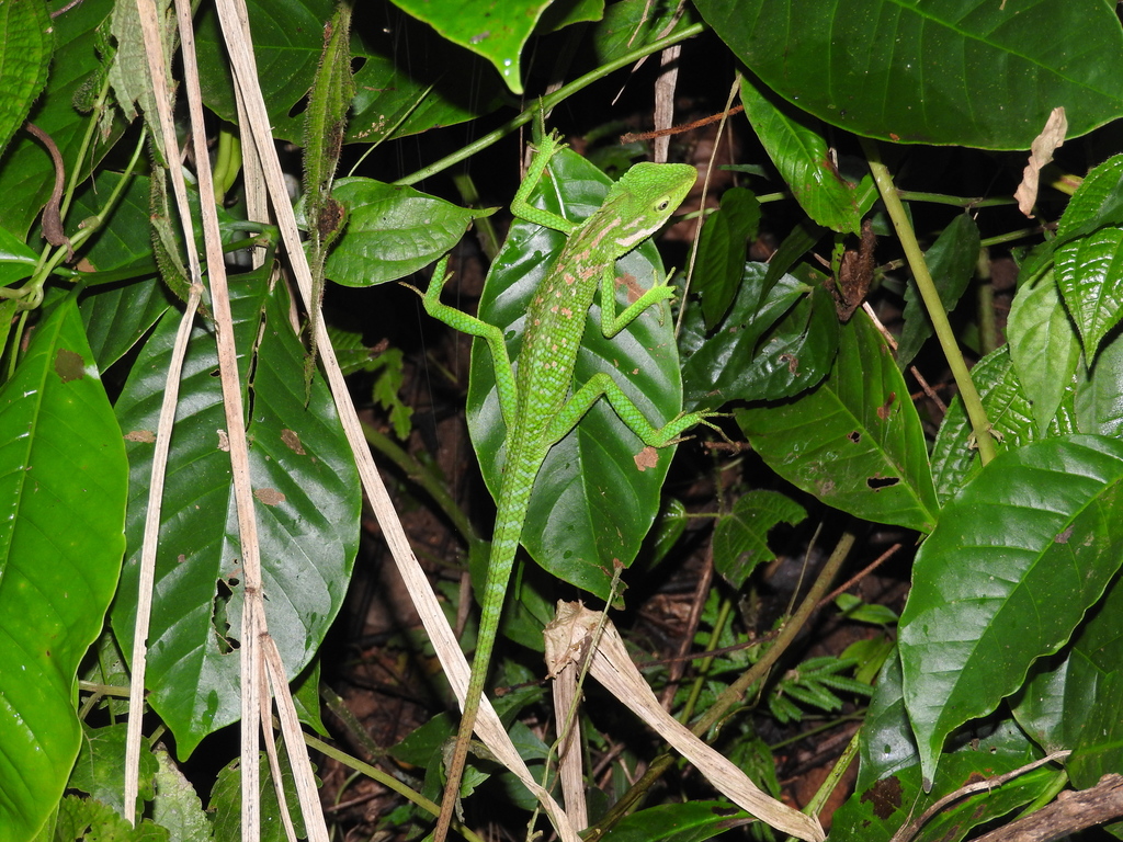 Great Crested Canopy Lizard from Bogor, West Java, Indonesia on ...