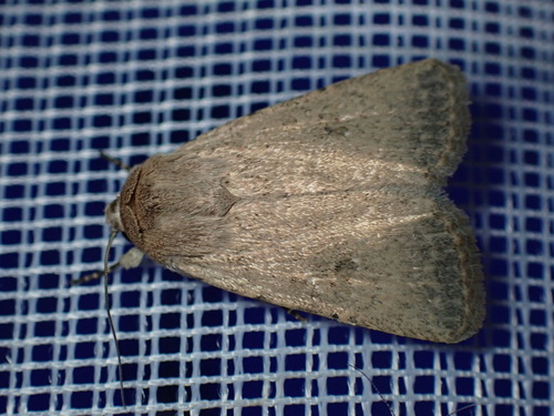 Caradrina ingrata