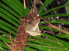Chalcorana chalconota