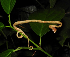 Aplopeltura boa