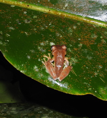 Rhacophorus margaritifer