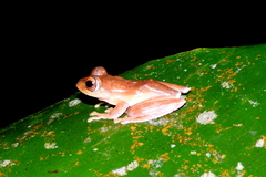 Rhacophorus margaritifer