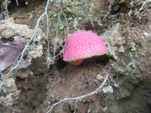 Boletellus obscurecoccineus