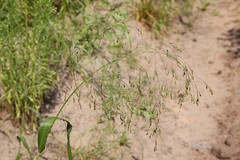 Panicum miliaceum ruderale