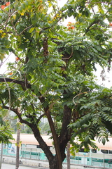 Spathodea campanulata