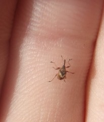 Austronanodes nigrovarius