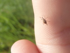 Austronanodes nigrovarius
